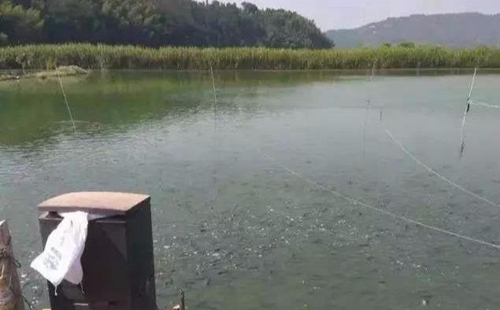 水渾了？不用怕，這五個方面讓水質恢復清新